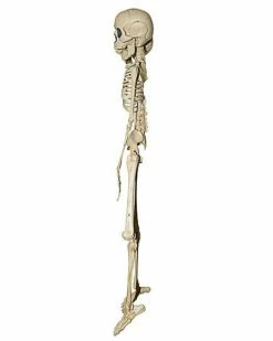 20 Inch Two-Headed Skeleton 7 20 Inch Two-Headed Skeleton -MystiMask Store 01344241 c