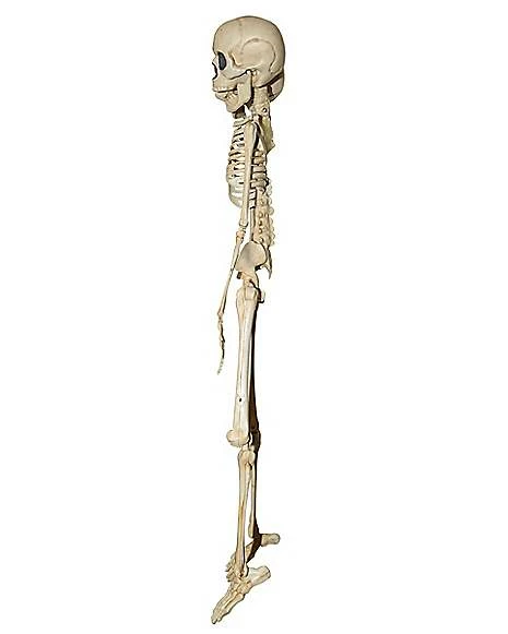 20 Inch Two-Headed Skeleton 5 20 Inch Two-Headed Skeleton - Image 3