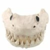 Shark Skull - Decorations -MystiMask Store 01425503 a